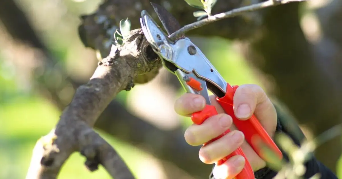 How to Grow an Olive Tree at Home