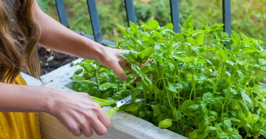 How to Harvest Basil
