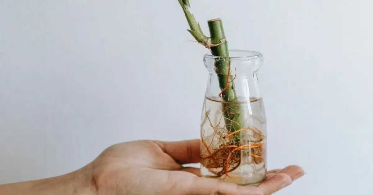 How to Keep Lucky Bamboo Healthy