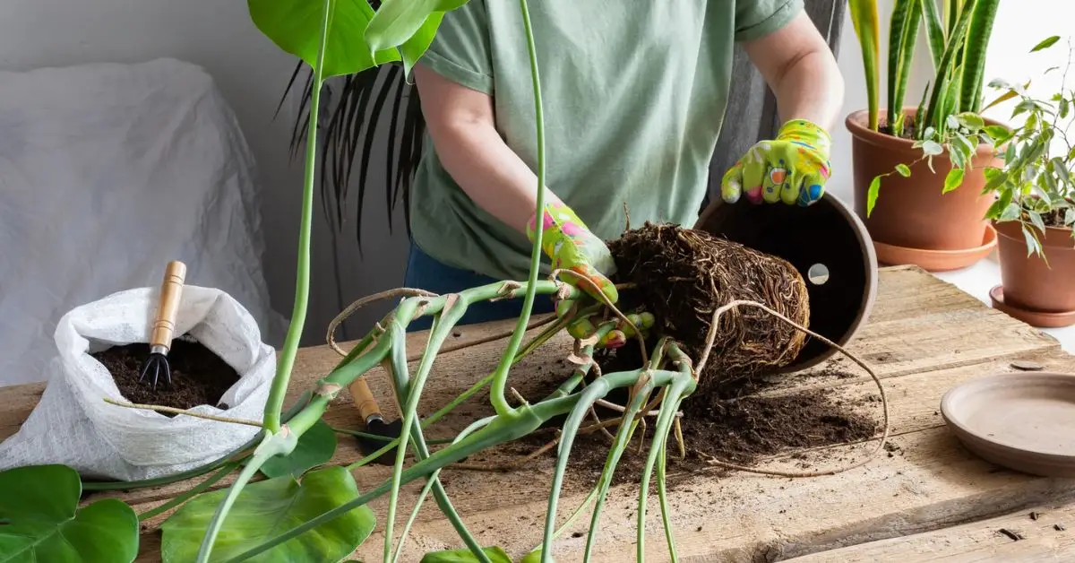 How to Keep Your Monstera Plant Lush and Leafy
