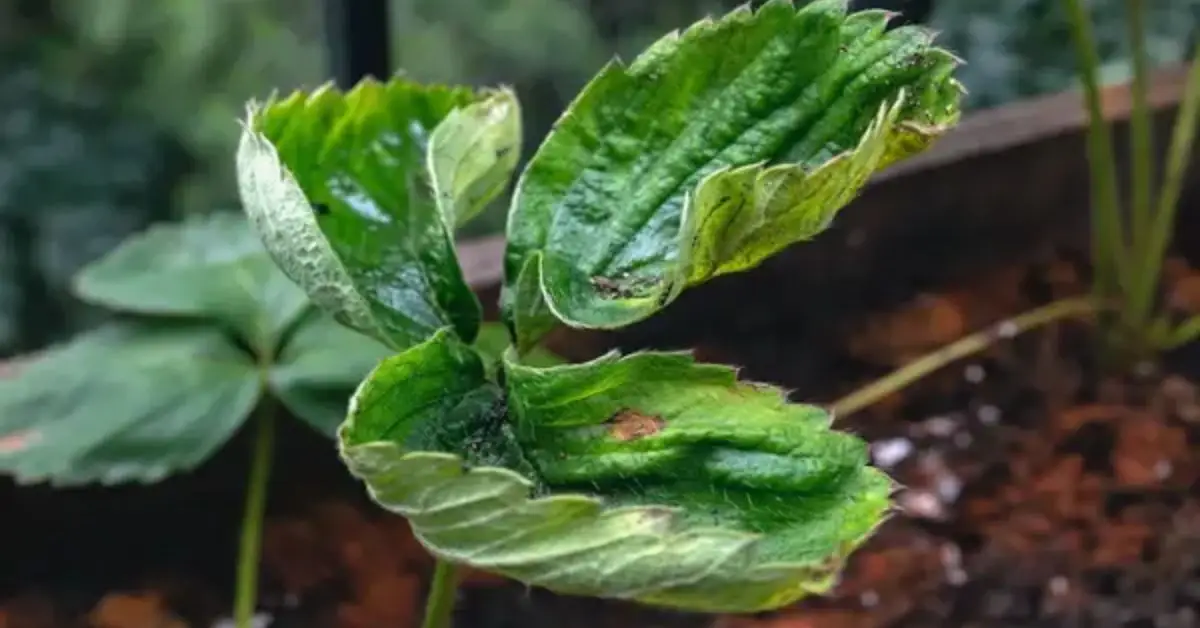 How to Know When Your Plants Need Fertilizer
