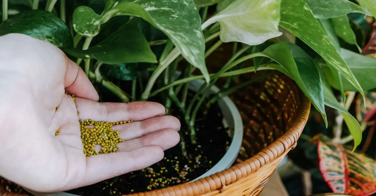 How to Know When Your Plants Need Fertilizer
