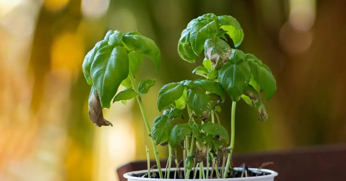 How to Know When Your Plants Need Fertilizer