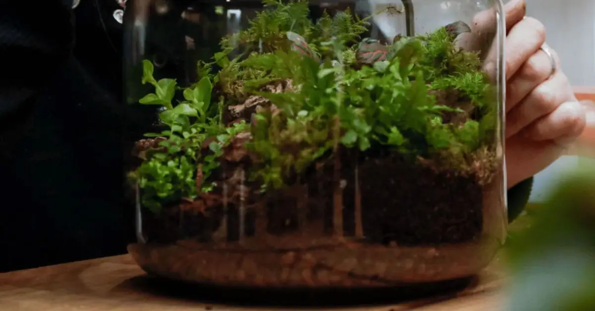 How to Make a Bioactive Terrarium