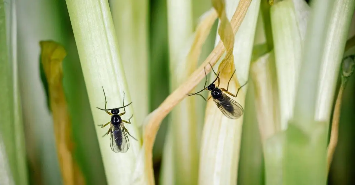 How to Naturally Get Rid of Fungus Gnats in Your Houseplants