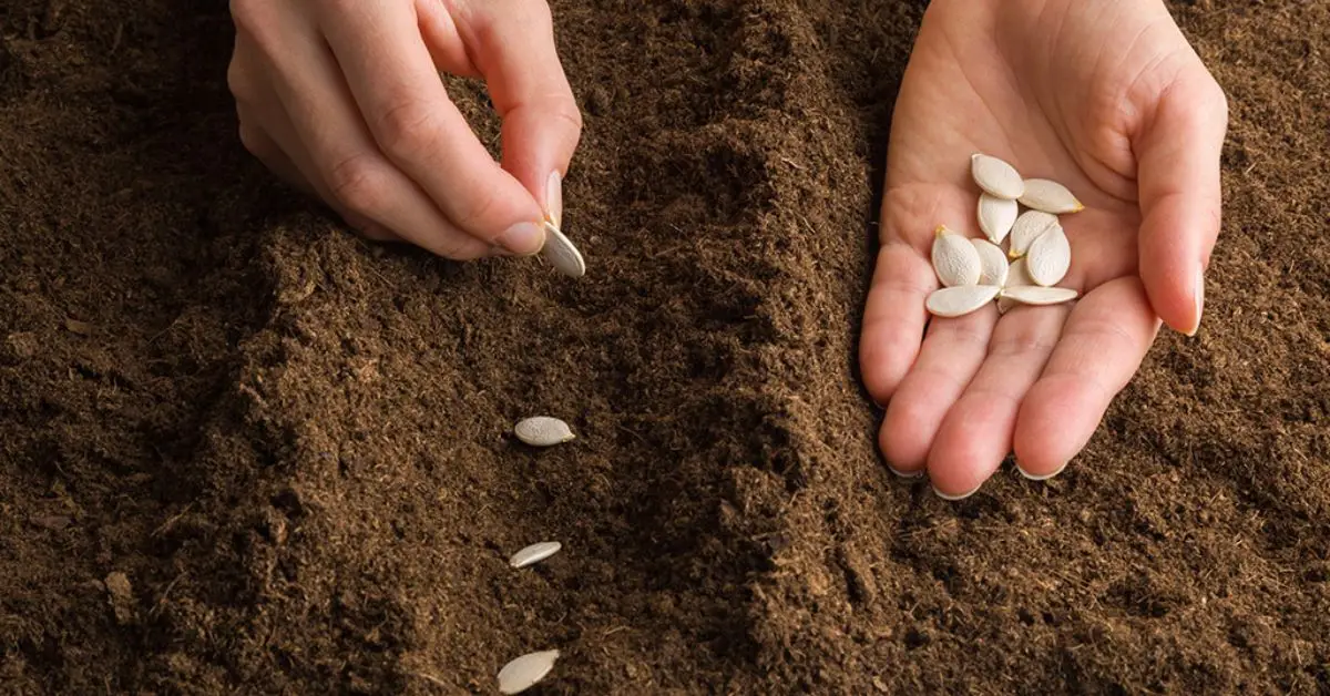 How to Plant Pumpkin Seeds