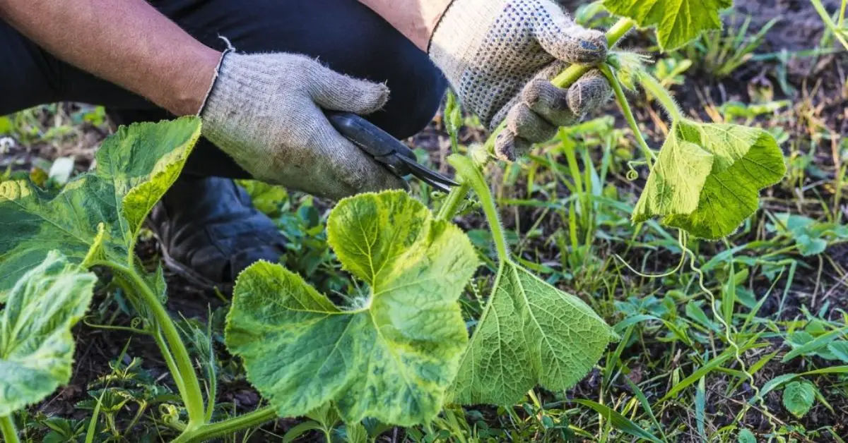 How to Plant Pumpkin Seeds