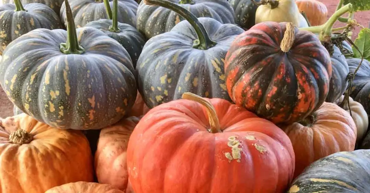 How to Plant Pumpkin Seeds
