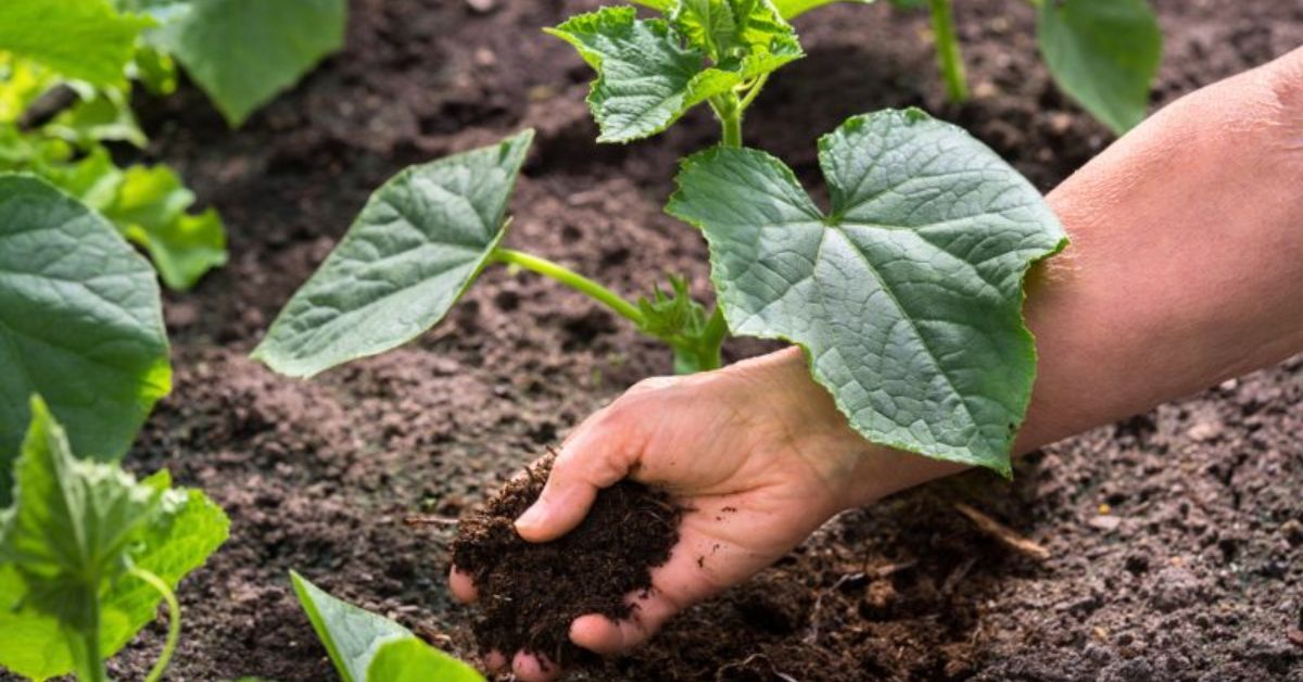 How to Prevent Bitter Cucumbers