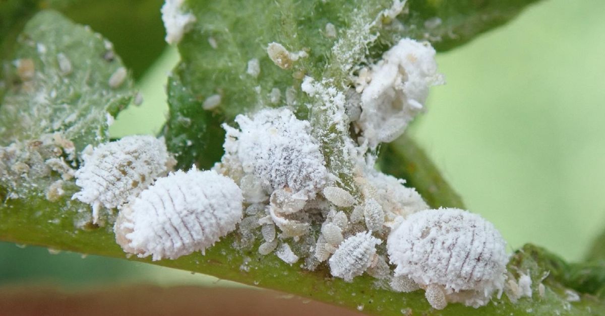 How to Protect Plants From Sap-Sucking Insects