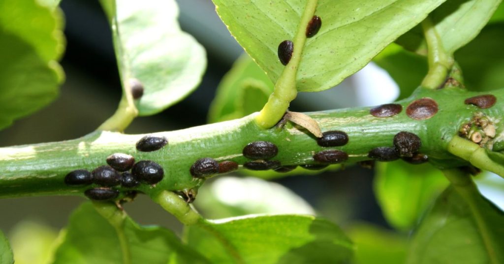 How to Protect Plants From Sap-Sucking Insects