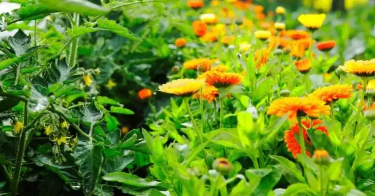 How to Protect Plants From Sap-Sucking Insects