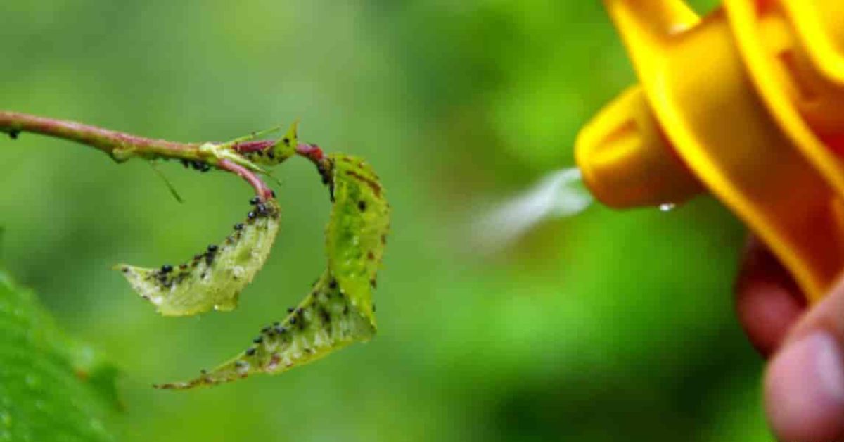 How to Protect Plants From Sap-Sucking Insects