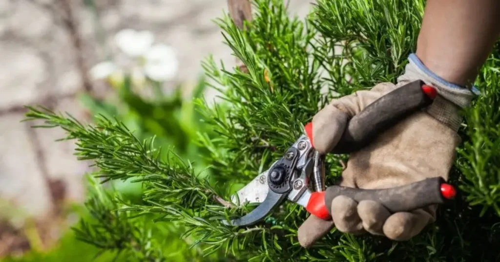 How to Prune Rosemary