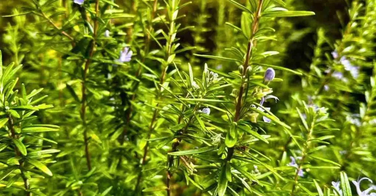 How to Prune Rosemary