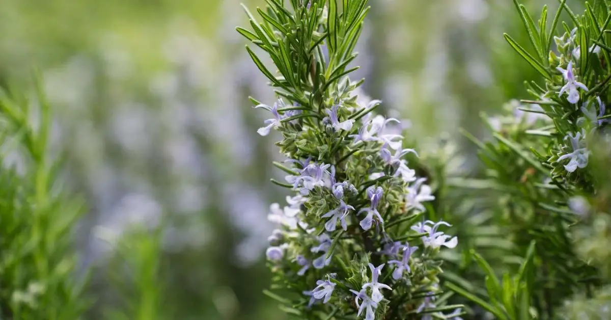 How to Prune Rosemary