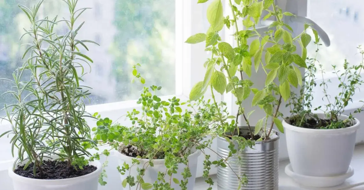 How to Start a Windowsill Tea Garden