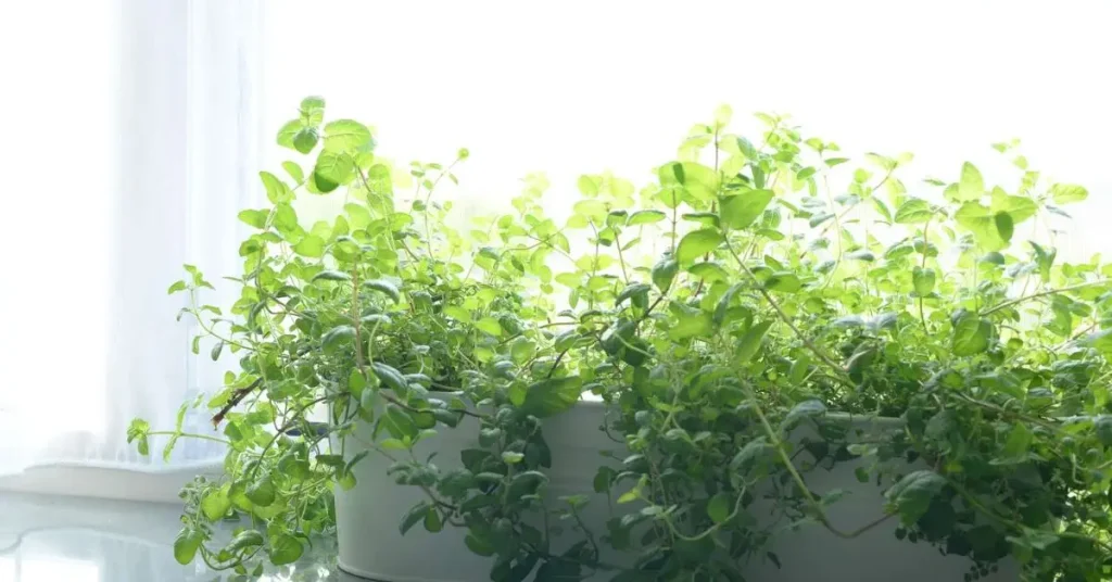 How to Start a Windowsill Tea Garden