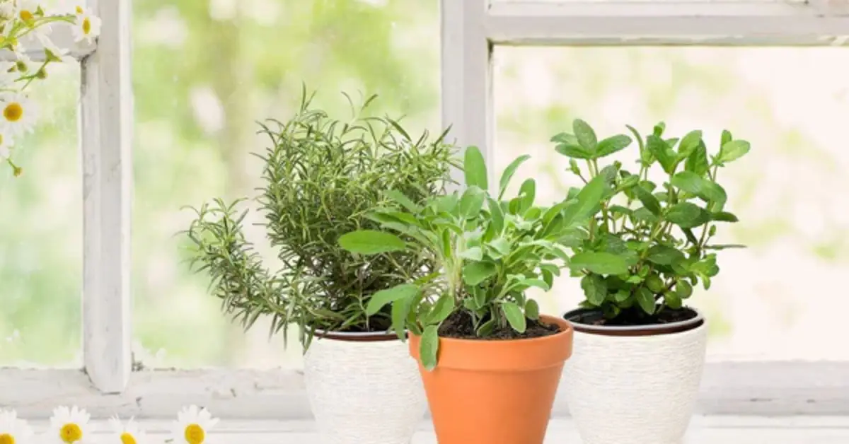 How to Start a Windowsill Tea Garden