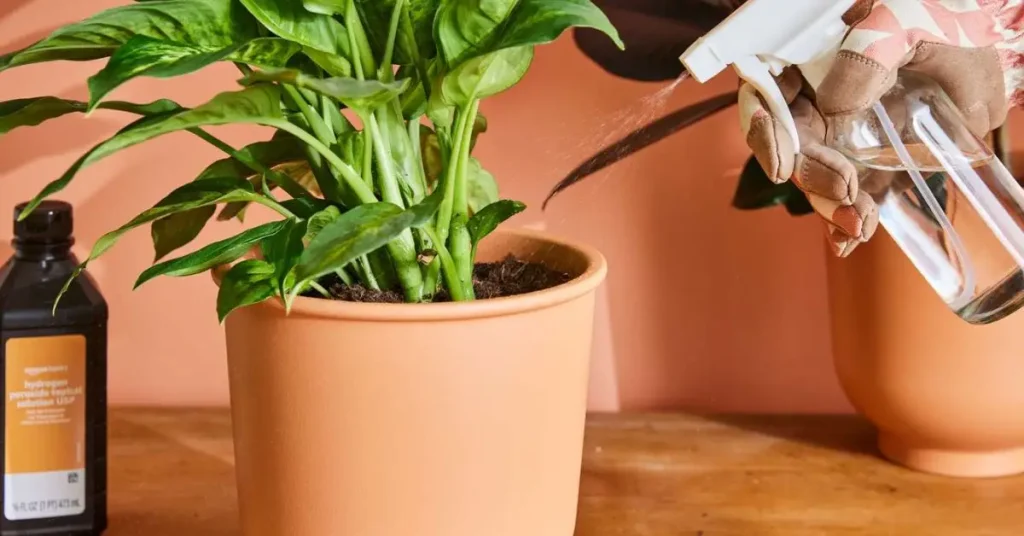 How to Use Hydrogen Peroxide on Plants