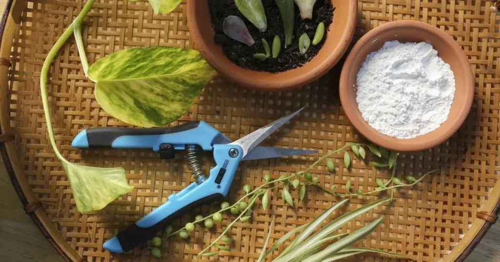 How to Use Rooting Hormone