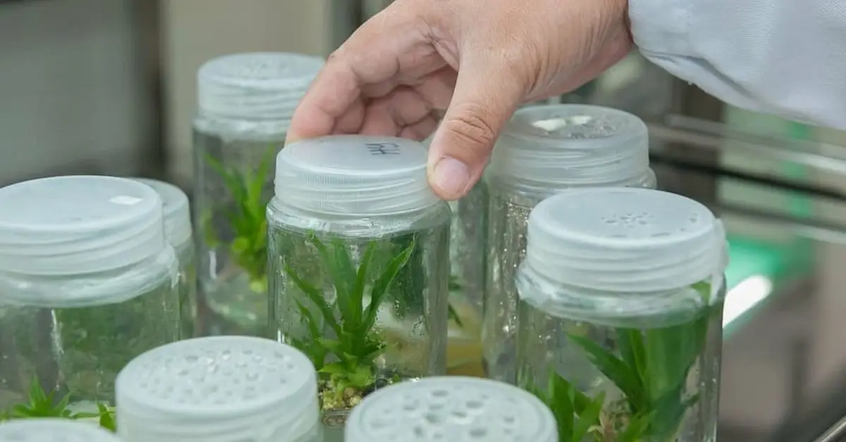 How to Use Rooting Hormone