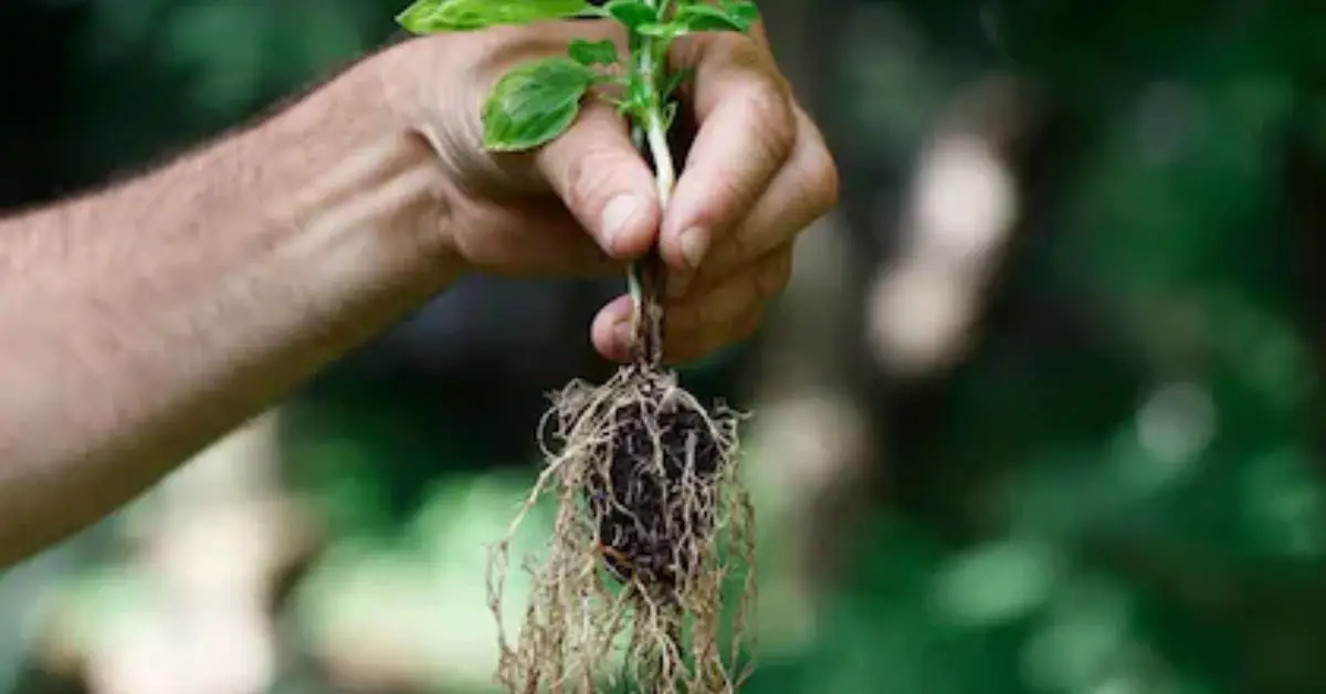 How to Use Rooting Hormone