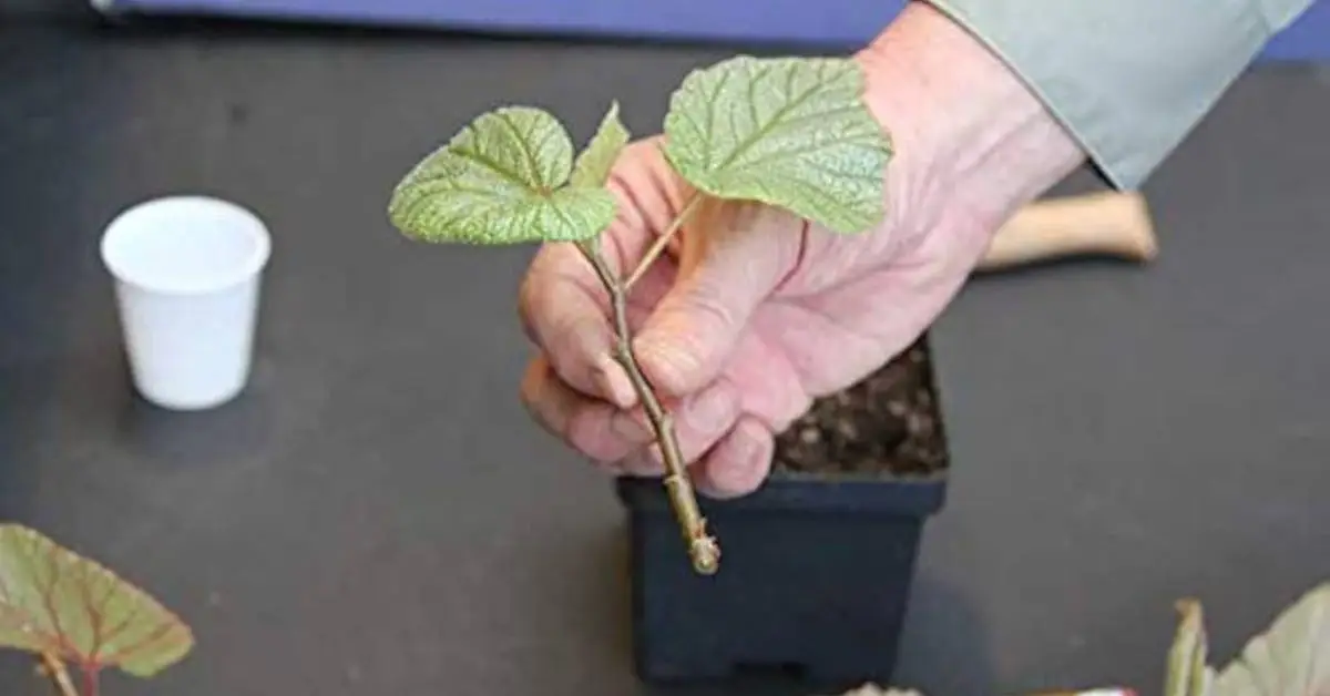 How to Use Rooting Hormone