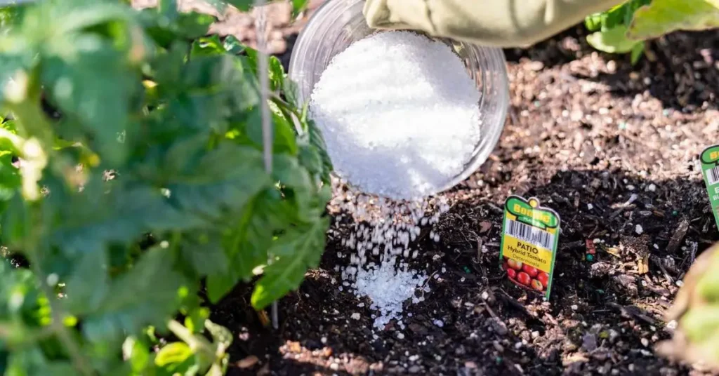 How to Use Sea Salt for Plants