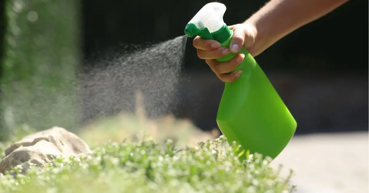 How to Use Sea Salt for Plants