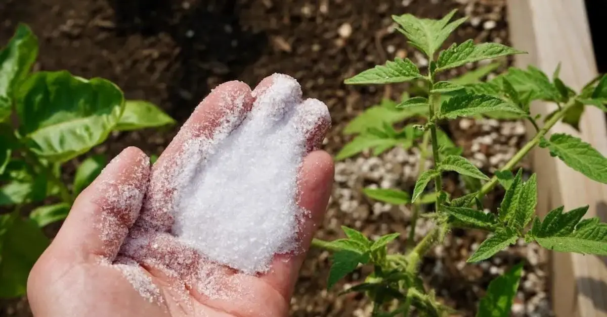 How to Use Sea Salt for Plants