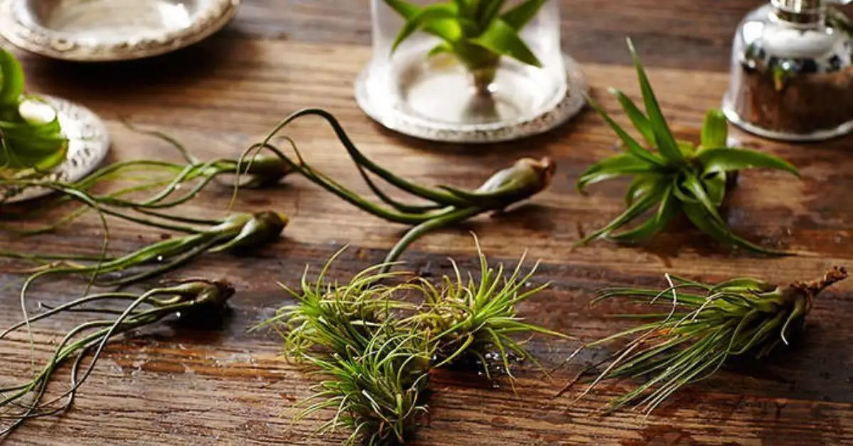 How to Water Air Plants Properly