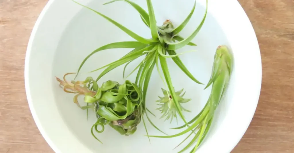 How to Water Air Plants Properly