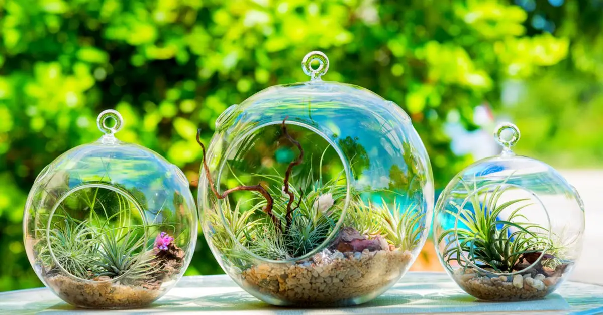 Indoor Plants for Terrariums