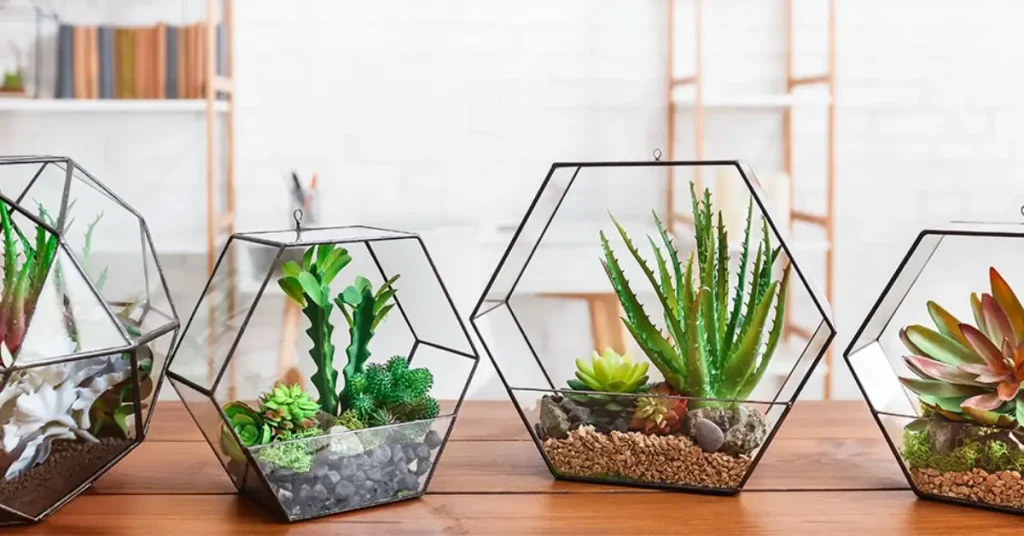 Indoor Plants for Terrariums