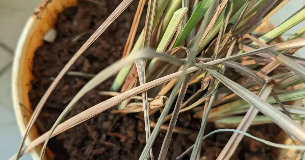 Is Your Lemongrass Dying