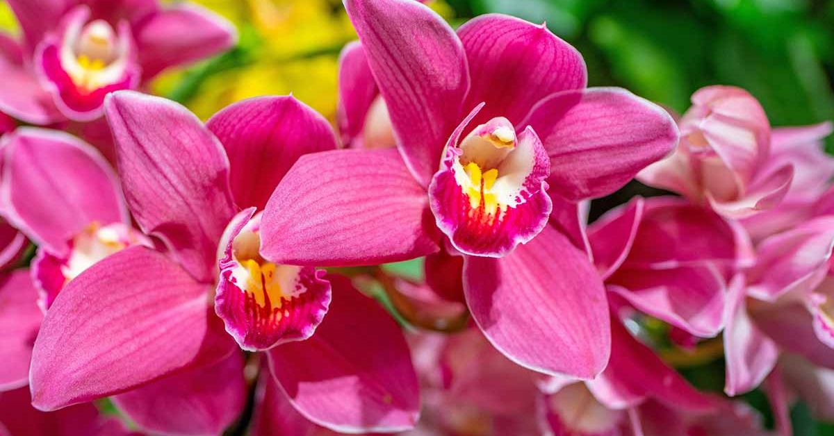 Orchid Care Tips