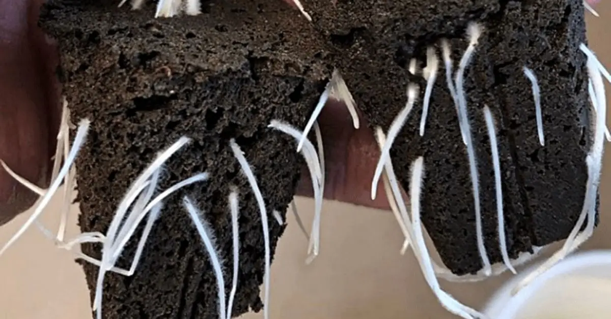 Parts of Plants