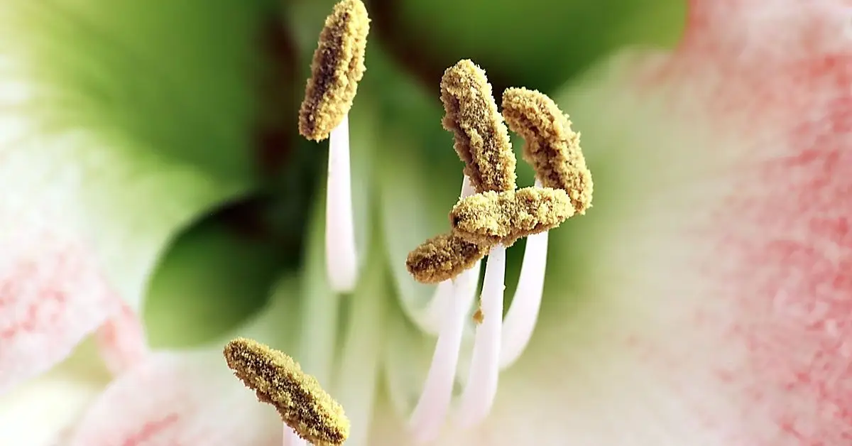 Parts of Plants