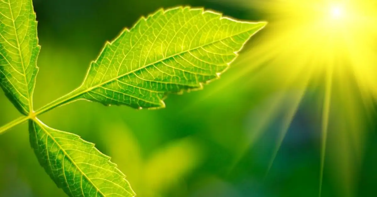 Parts of Plants