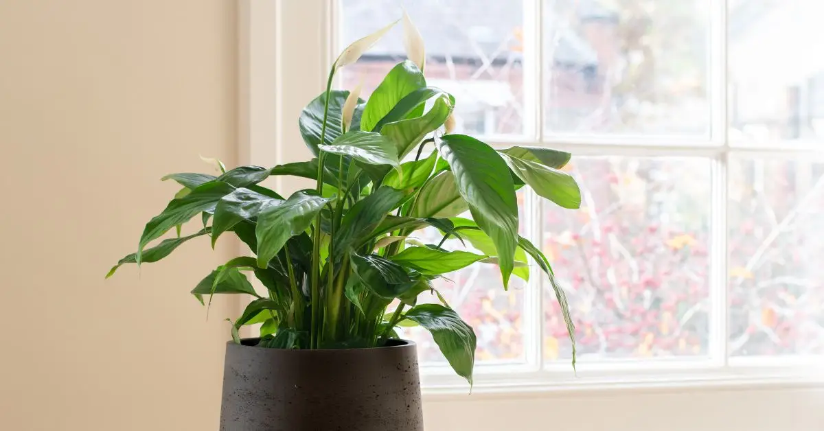 Peace Lily Care Guide
