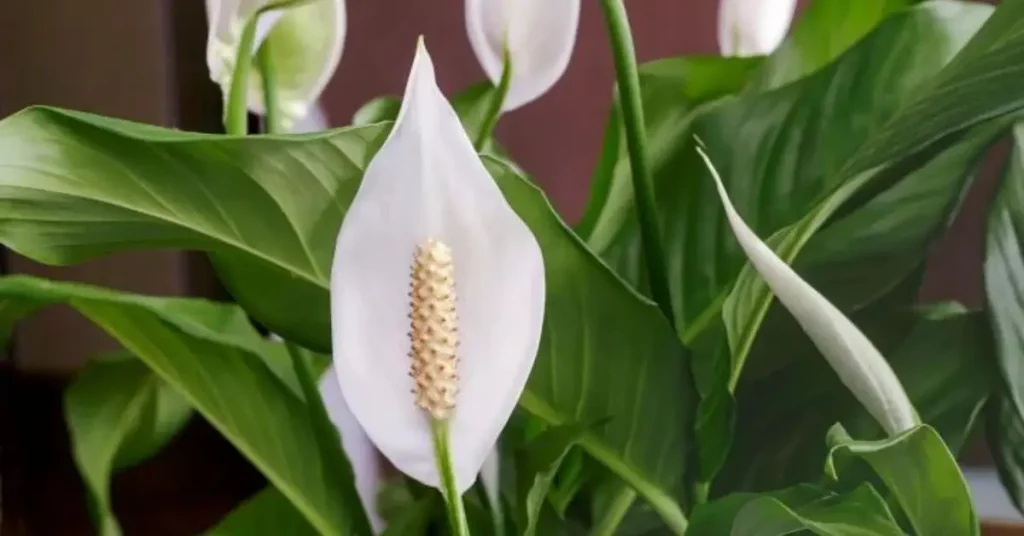 Peace Lily Care Guide