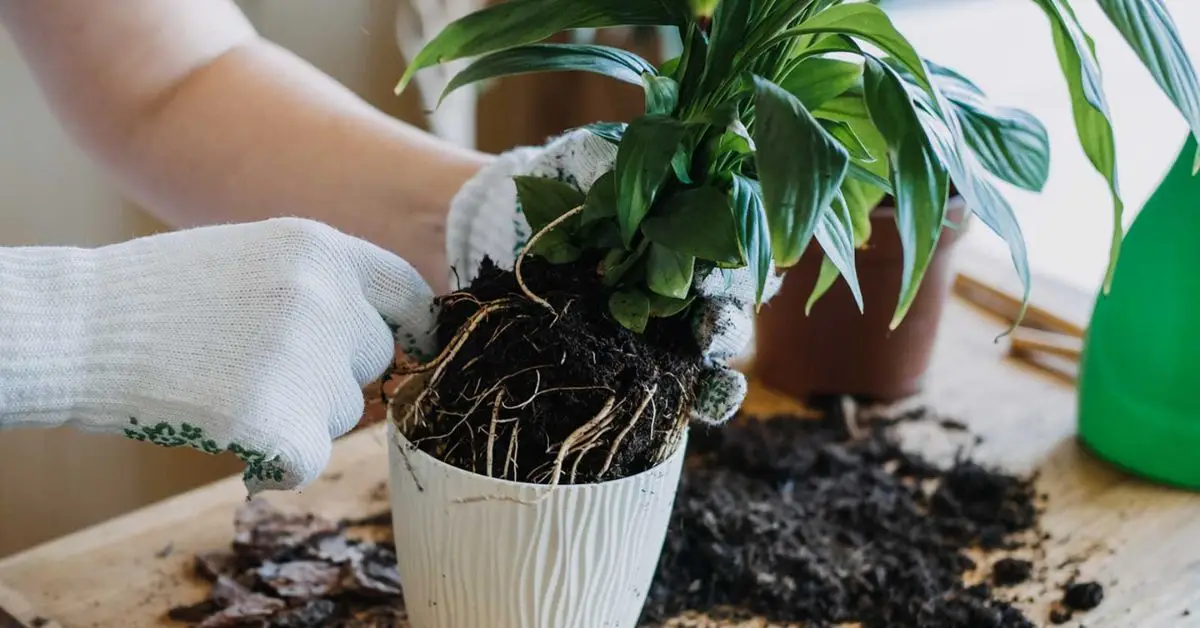 Peace Lily Care Guide