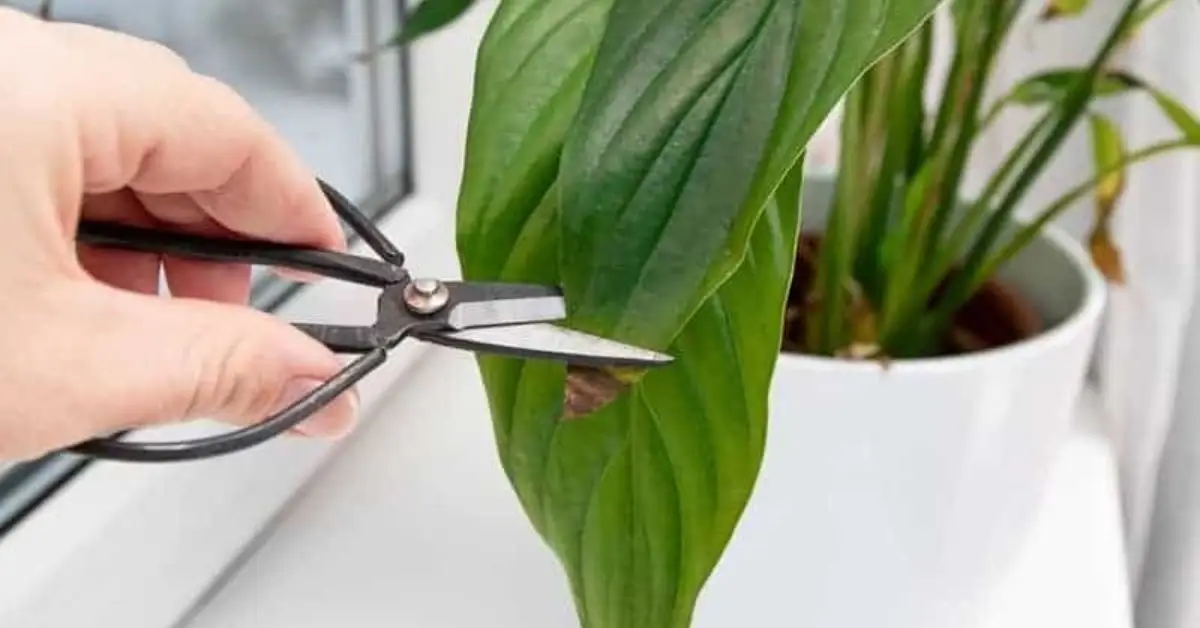Peace Lily Care Guide