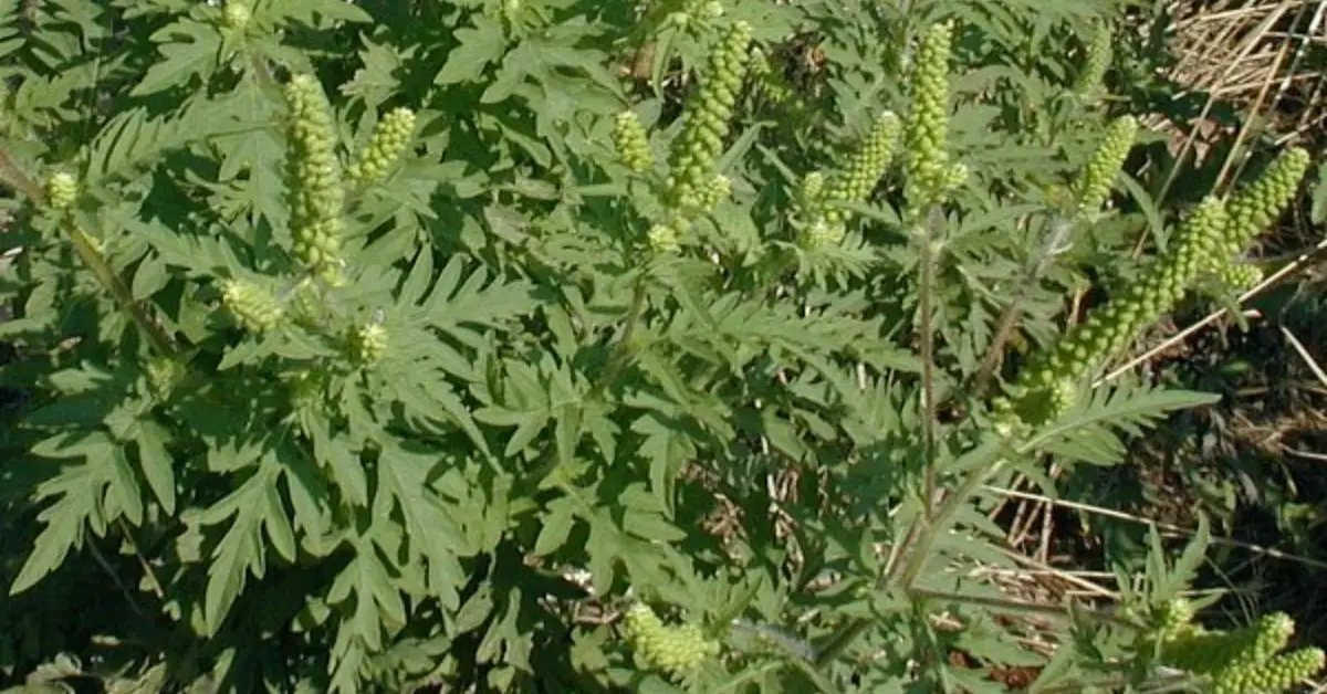 Ragweed Identification Guide