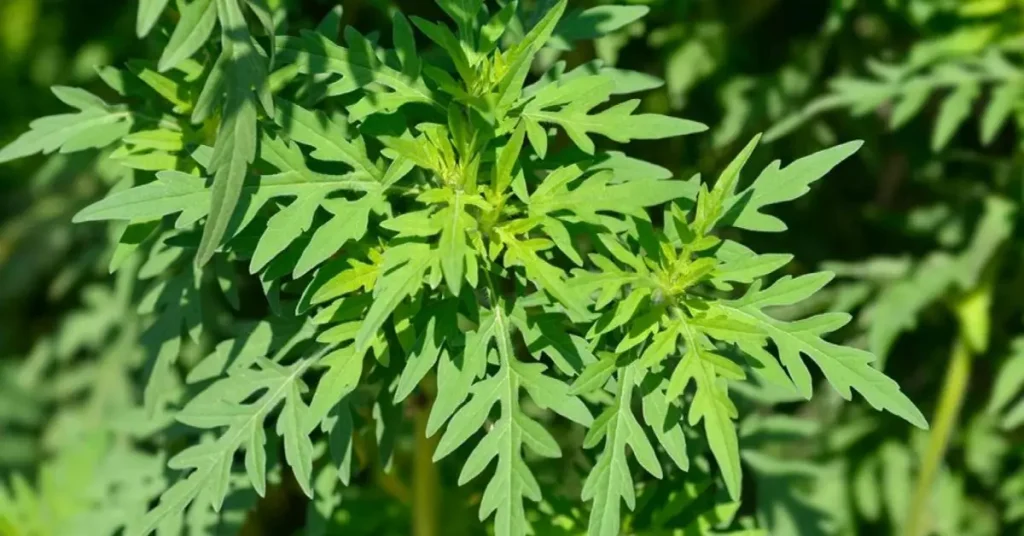 Ragweed Identification Guide