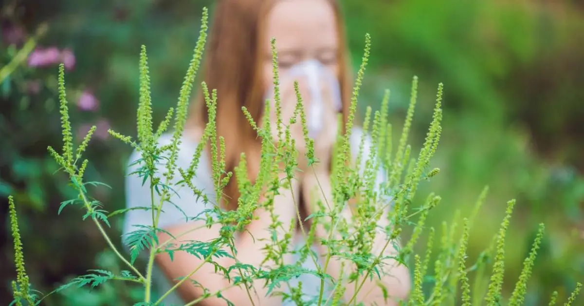 Ragweed Identification Guide