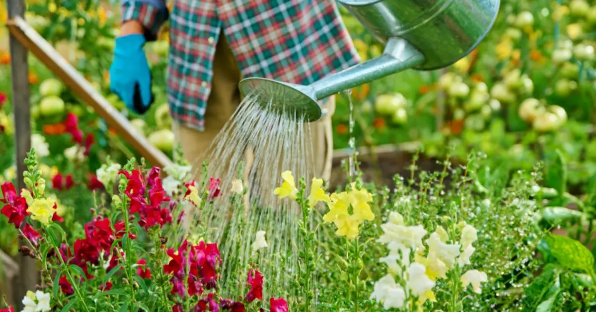 Watering Schedule for Your Plants