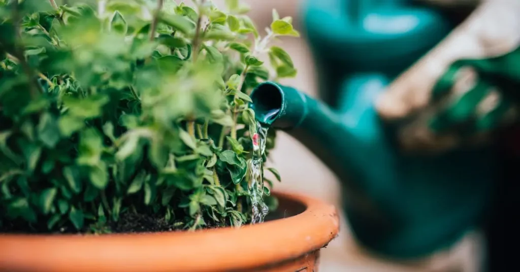Watering Schedule for Your Plants