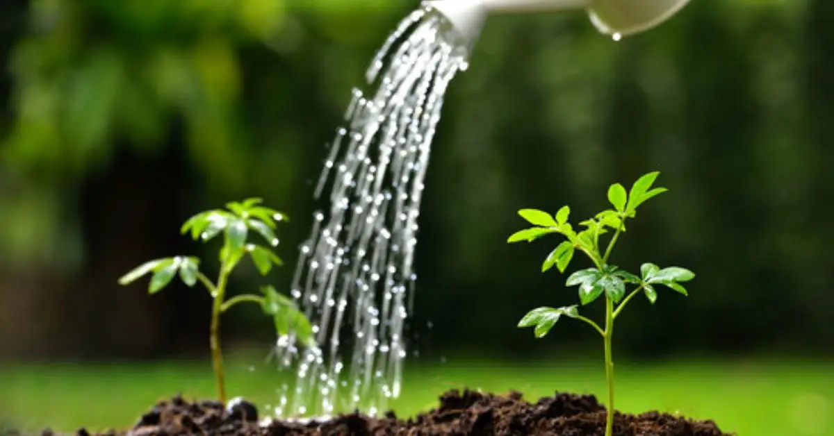 Watering Schedule for Your Plants
